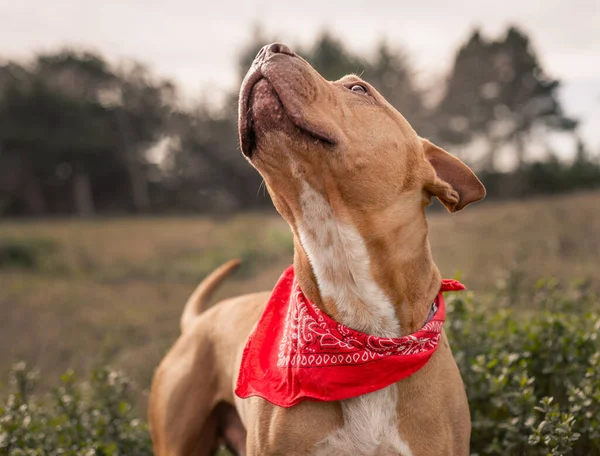 Yeni evlat edinilmiş pitbull teriyeri yavrusu mutlu bir şekilde insan arkadaşına bakıyor. — Stok fotoğraf