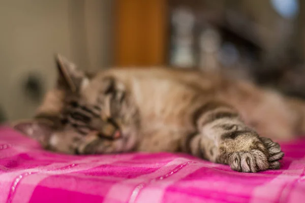 Domestic cat sleeping, selective focus on front paws, copy space — Stock Photo, Image