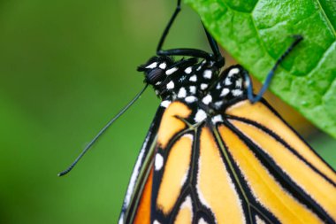 Macro detail of monarch butterfly on leaf, selective focus on head clipart