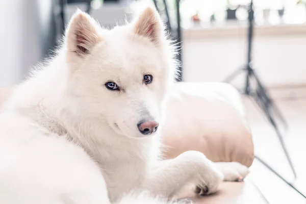 Estúdio interior retrato de fofo branco puro cão de estimação Samoyed com espaço de cópia — Fotografia de Stock