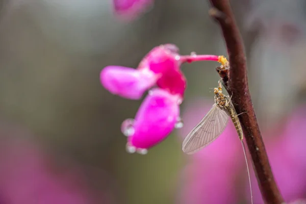 Macro closeup portrait Small Minnow Mayfly, Callibaetis picta — Foto de Stock