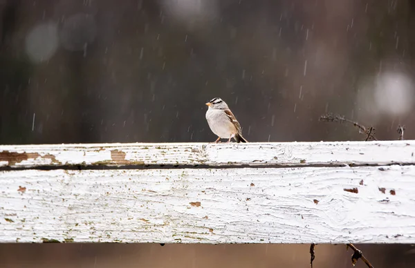 White-crowned Sparrow, Zonotrichia leucophrys, on a fence in rainstorm — Fotografia de Stock