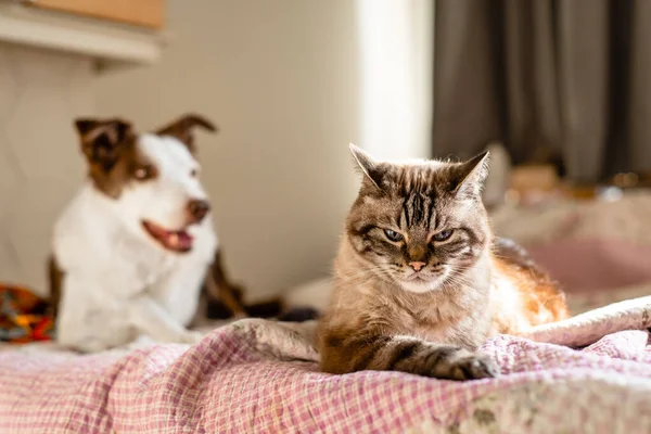 고양이 한 마리와 개 한 마리가 침대에 누워 있는 모습, 고양이가 매우 짜증 스러워 보이는 모습 — 스톡 사진