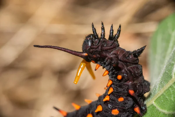 Osmeterium of Pipevine Swallowtail caterpillar in defensive posure — Stock Photo, Image