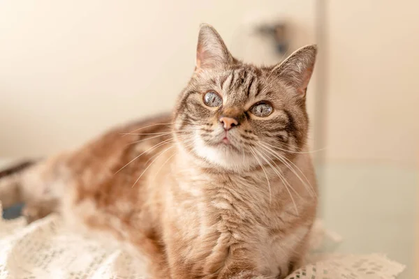 Beautiful senior family cat laying on a table and looking at the camera