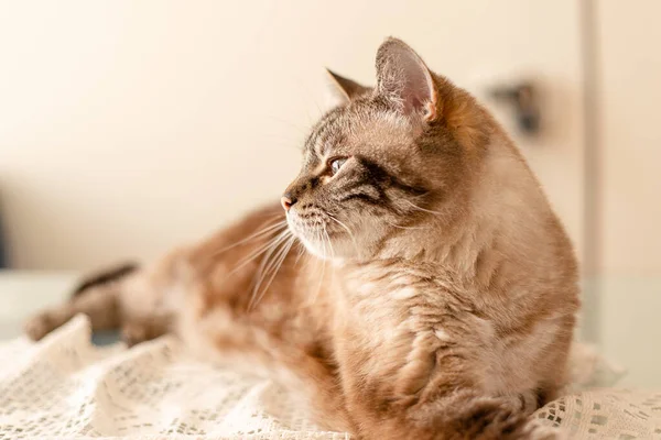 Natural light profile portrait of elderly tabby cat, family pet memory — Stock Photo, Image