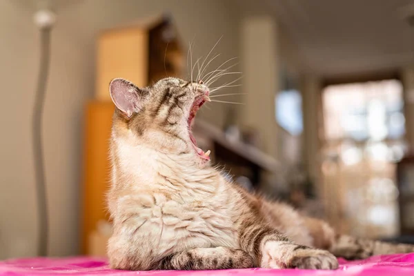 Profile portrait of striped tabby cat yawning, blurred background — Stock Photo, Image