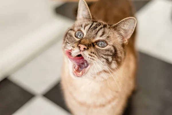 Grey eyed striped tabby cat waiting for food, selective focus on eyes — Stock Photo, Image