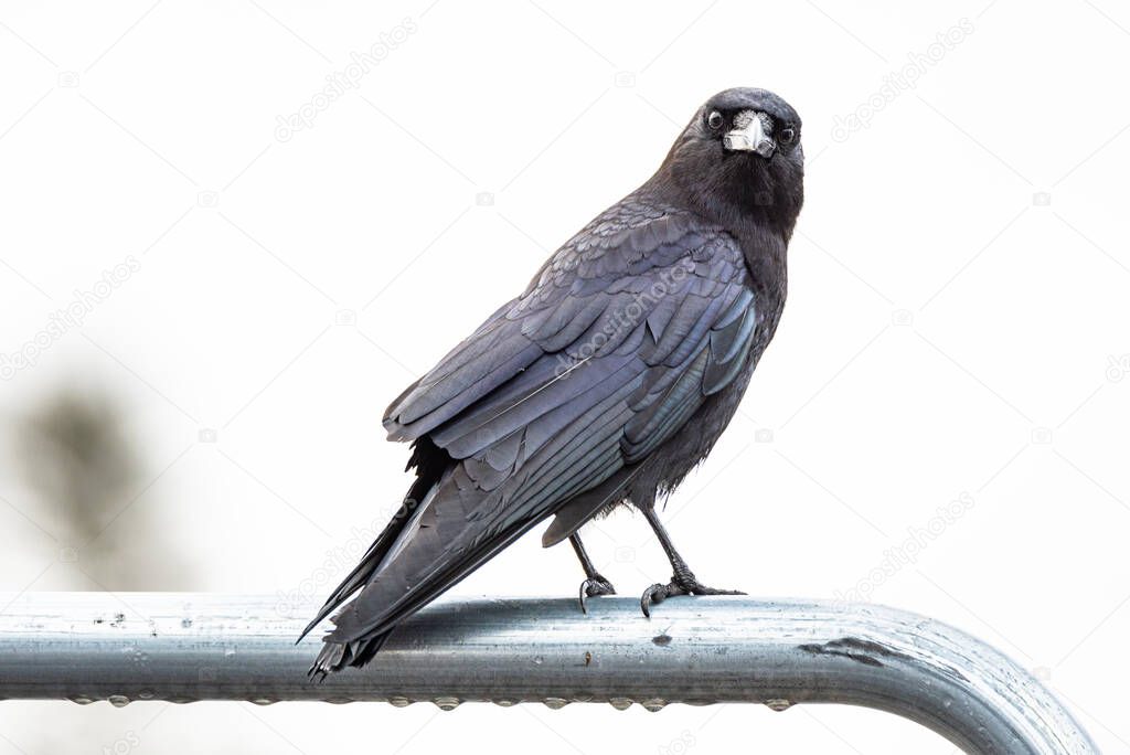 Closeup portrait of common raven looking at camera on white background