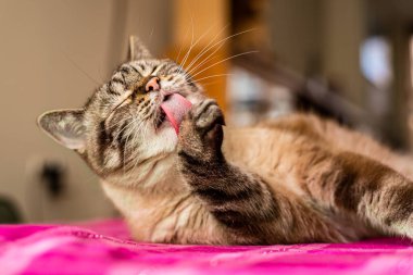 Yaşlı tekir kedi kendini tımar etmekle ve ön patisini yalamakla meşgul.