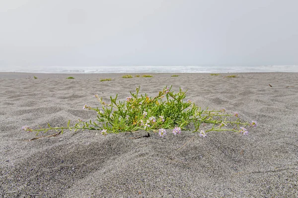 Amerikanische Seeroboter, Cakile edentula, ist an kalifornischen Stränden weit verbreitet — Stockfoto