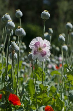 Ayrıntı haşhaş alanındaki beyaz-mor haşhaş ve haşhaş başkanları