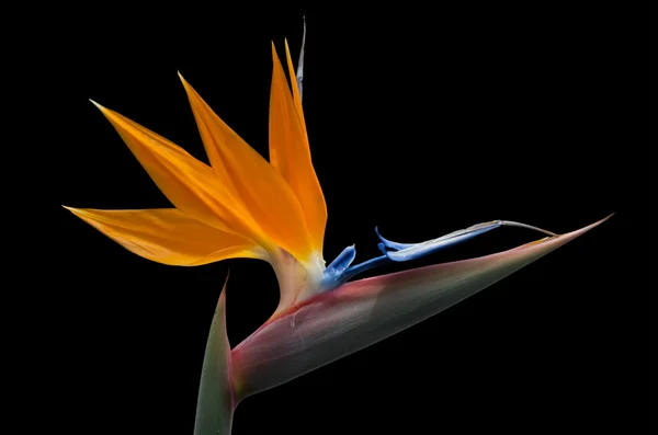 Strelitzia isolado em fundo preto — Fotografia de Stock