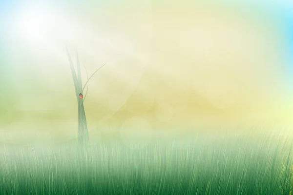 Herbe Verte Avec Coccinelle Soleil Bokeh Avec Brume — Image vectorielle