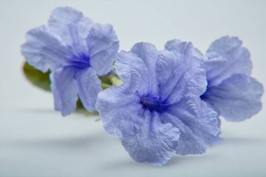 Beyaz arkaplanda mavi çiçekleri kapat