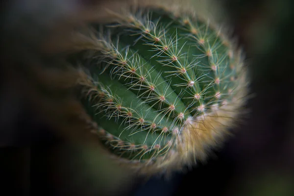 Cactus Primer Plano Con Vista Superior Planta Del Desierto — Foto de Stock