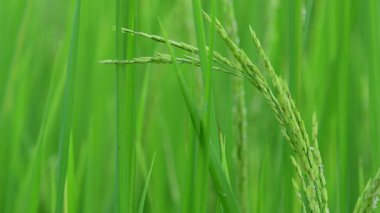 Tayland kırsalında pirinç tarlası