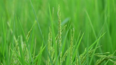 Çimenleri kapatın.