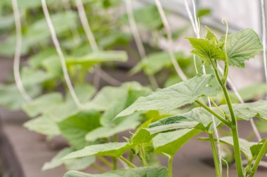 sera içinde genç salatalık