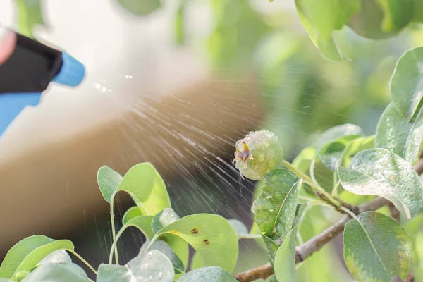 Armut Ağacı zararlılara karşı ilaçlama