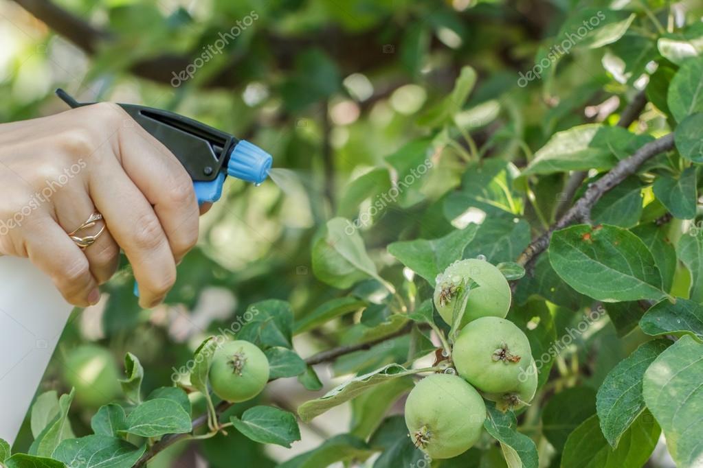 Spraying apple trees from pests Stock Photo by ©Yomka 114772282