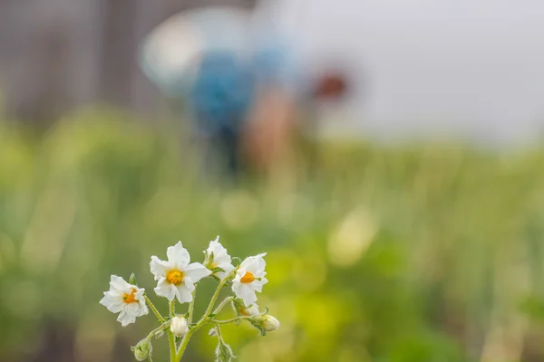 庭で若いジャガイモを開花 — ストック写真