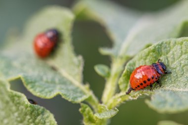 Colorado Patates böceği larvaları yaprakların üzerine