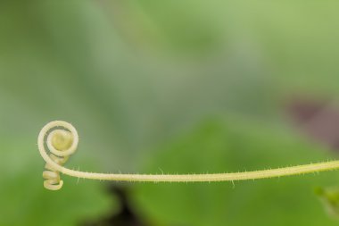 salatalık bıyığın arka plan yeşil yaprakların üzerinde