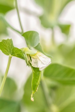bir sera içindeki genç yeşil bezelye
