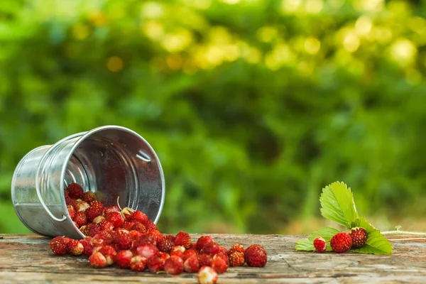 bir kara tahta üzerinde serpilir yabani çilek