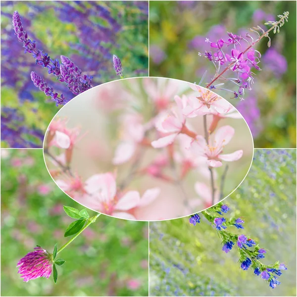 collection of wild medicinal flowers