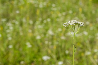 bulanık bir arka plan üzerinde beyaz civanperçemi