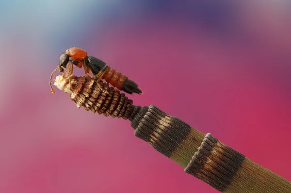 At kuyruğu üzerinde böcek Paederus riparius.