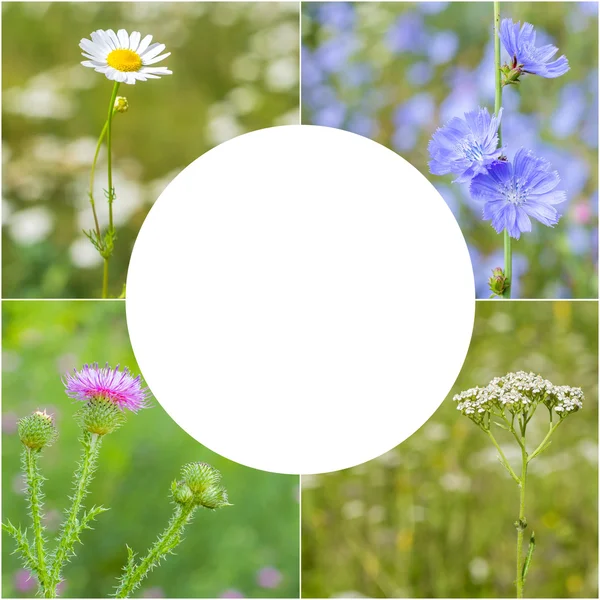 Verzameling van geneeskrachtige wilde bloemen in een frame — Stockfoto