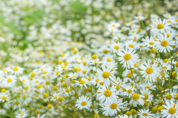 Achtergrond van bloemen veld van madeliefjes — Stockfoto