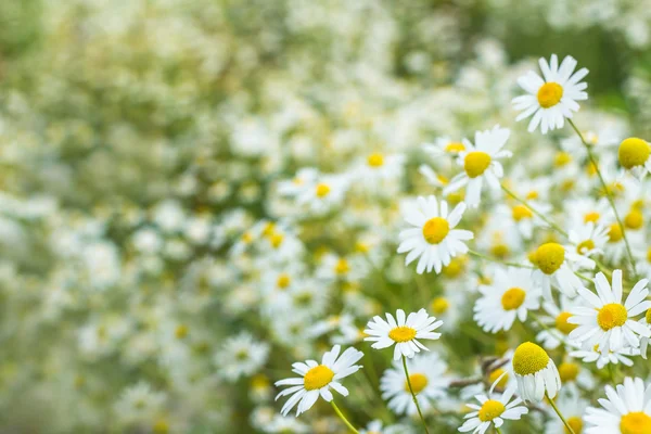 ヒナギクの花のフィールドの背景 — ストック写真