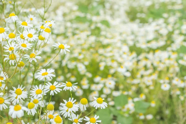 Achtergrond van bloemen veld van madeliefjes — Stockfoto