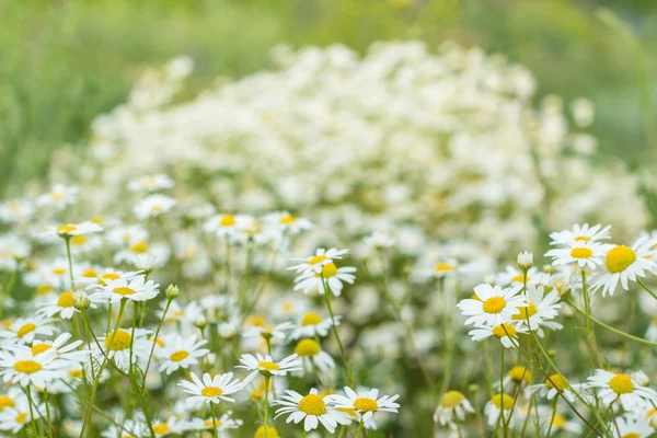Tło pola kwiaty stokrotki — Zdjęcie stockowe