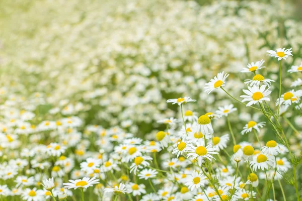 Achtergrond van bloemen veld van madeliefjes — Stockfoto