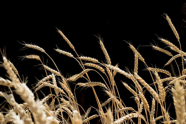 Siyah arka planda buğday kulakları
