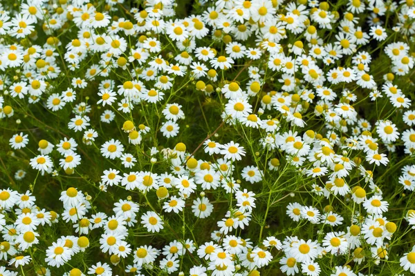 ヒナギクの花のフィールドの背景 — ストック写真