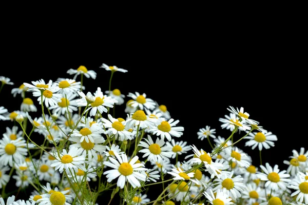 Siyah bir arka plan üzerinde yabani papatya