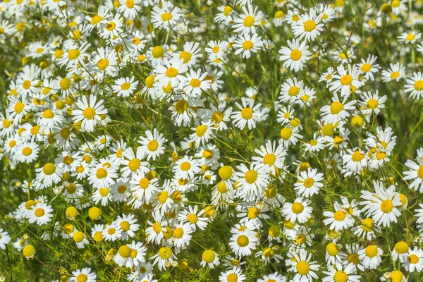 ヒナギクの花のフィールドの背景 — ストック写真