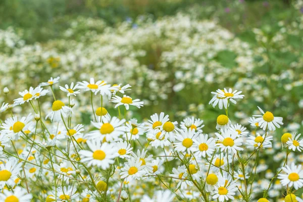 Tło pola kwiaty stokrotki — Zdjęcie stockowe