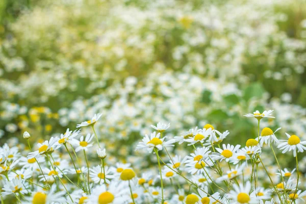 Sfondo di fiori campo di margherite — Foto Stock