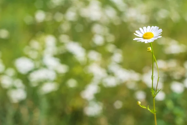 Arka plan bulanık üzerinde alan papatya