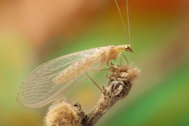 lacewing Chrysopidae renkli arka plan üzerinde
