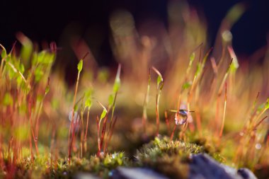 Kırmızı yosun Tortula muralis portre