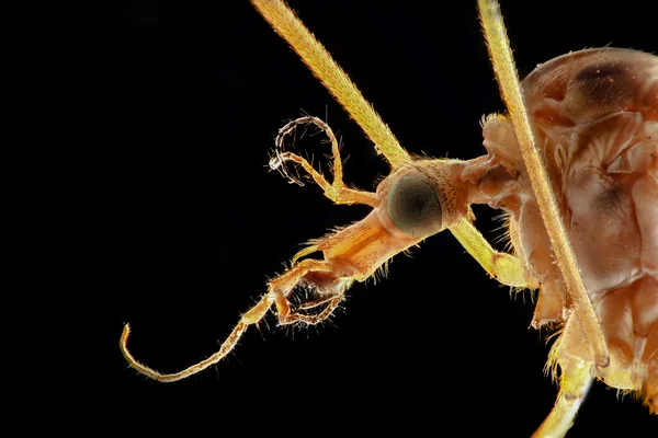 Portré Tipulidae szúnyog egy fekete háttér — Stock Fotó