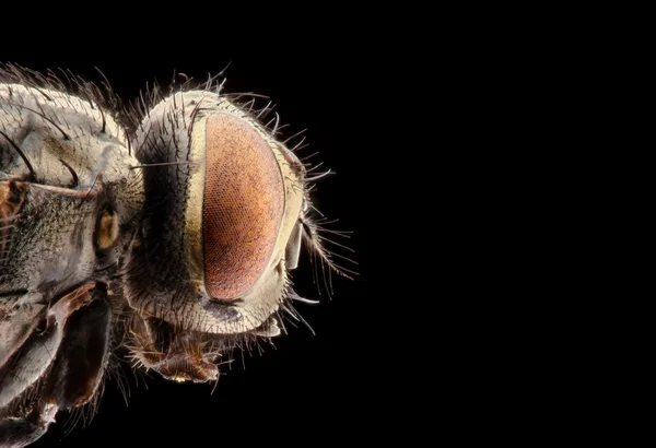 Retrato de uma mosca sobre um fundo preto — Fotografia de Stock